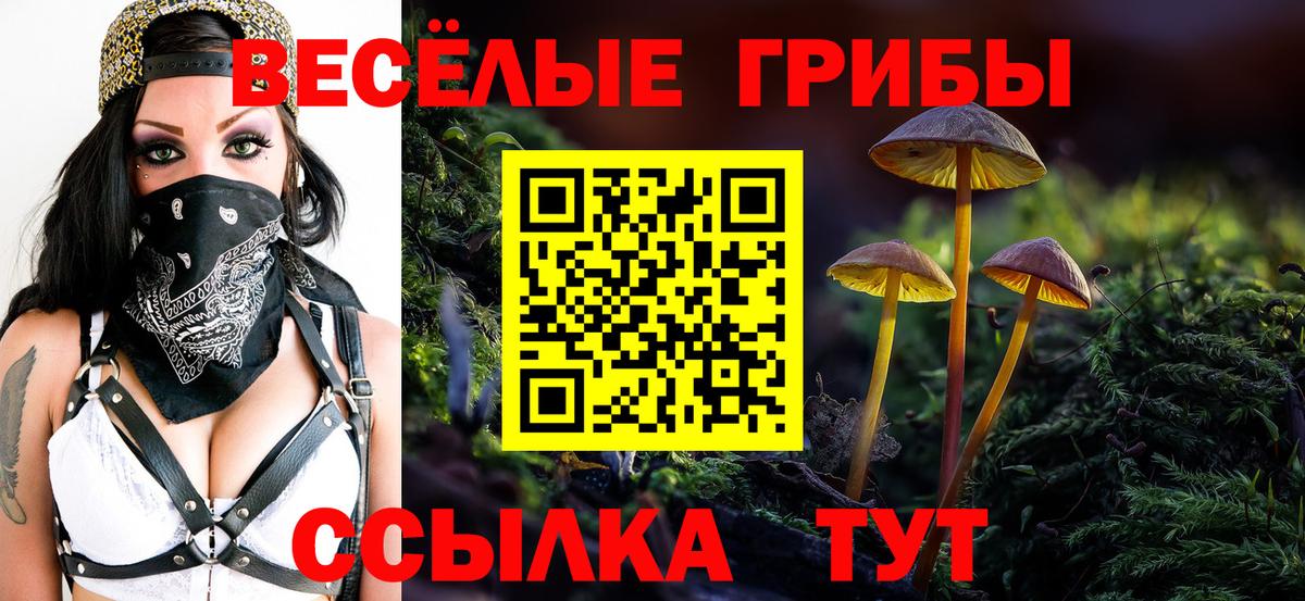 Тара  Псилоцибиновые грибы Psilocybine cubensis  сколько стоит  Вход с VPN 